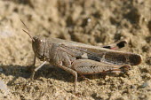 Close up of a grasshopper, Aiolopus strepens species Aiolopus strepens,insect,insects,invertebrate,invertebrates,Animalia,Arthropoda,Insecta,Orthoptera,macro,close up,athropods,terrestrial,grasshopper