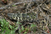 Close up of a grasshopper, Bryodemella tuberculata species Bryodemella tuberculata,insect,insects,invertebrate,invertebrates,Animalia,Arthropoda,Insecta,Orthoptera,macro,close up,athropods,terrestrial,grasshopper