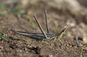 Close up of a grasshopper, Acrida ungarica species Acrida ungarica,insect,insects,invertebrate,invertebrates,Animalia,Arthropoda,Insecta,Orthoptera,macro,close up,athropods,terrestrial,grasshopper,common cone-headed grasshopper,Cone-headed grasshopper