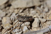 Close up of a grasshopper, Calliptamus barbarus species Calliptamus barbarus,insect,insects,invertebrate,invertebrates,Animalia,Arthropoda,Insecta,Orthoptera,macro,close up,athropods,terrestrial,grasshopper