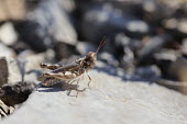 Close up of a grasshopper, Dociostaurus jagoi species Dociostaurus jagoi,insect,insects,invertebrate,invertebrates,Animalia,Arthropoda,Insecta,Orthoptera,macro,close up,athropods,terrestrial,grasshopper