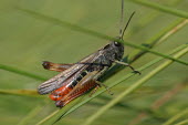 Close up of a grasshopper, Omocestus rufipes species Omocestus rufipes,insect,insects,invertebrate,invertebrates,Animalia,Arthropoda,Insecta,Orthoptera,macro,close up,athropods,terrestrial,grasshopper,Woodland grasshopper