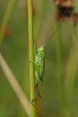 Close up of a grasshopper, Conocephalus dorsalis species Conocephalus dorsalis,insect,insects,invertebrate,invertebrates,Animalia,Arthropoda,Insecta,Orthoptera,macro,close up,athropods,terrestrial,grasshopper