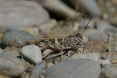 Close up of a grasshopper, Oedaleus decorus species Oedaleus decorus,insect,insects,invertebrate,invertebrates,Animalia,Arthropoda,Insecta,Orthoptera,macro,close up,athropods,terrestrial,grasshopper