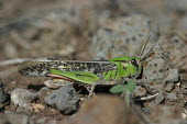 Close up of a grasshopper, Locusta migratoria species Locusta migratoria,insect,insects,invertebrate,invertebrates,Animalia,Arthropoda,Insecta,Orthoptera,macro,close up,athropods,terrestrial,grasshopper