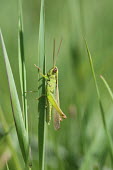 Close up of a grasshopper, Mecostethus parapleurus species Mecostethus parapleurus,insect,insects,invertebrate,invertebrates,Animalia,Arthropoda,Insecta,Orthoptera,macro,close up,athropods,terrestrial,grasshopper,green background,shallow focus,grass,field,cam