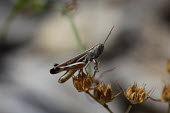 Close up of a grasshopper, Ramburiella hispanica species Ramburiella hispanica,insect,insects,invertebrate,invertebrates,Animalia,Arthropoda,Insecta,Orthoptera,macro,close up,athropods,terrestrial,grasshopper