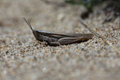 Close up of a grasshopper, Ochrilidia pruinosa species Ochrilidia pruinosa,insect,insects,invertebrate,invertebrates,Animalia,Arthropoda,Insecta,Orthoptera,macro,close up,athropods,terrestrial,grasshopper