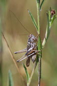 Close up of a grasshopper, Platycleis albopunctata species Platycleis albopunctata,insect,insects,invertebrate,invertebrates,Animalia,Arthropoda,Insecta,Orthoptera,macro,close up,athropods,terrestrial,grasshopper