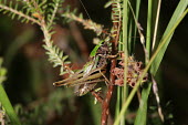 Close up of a cricket, Metrioptera brachyptera species Metrioptera brachyptera,insect,insects,invertebrate,invertebrates,Animalia,Arthropoda,Insecta,Orthoptera,macro,close up,athropods,terrestrial,cricket,Bog bush-cricket