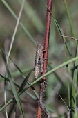 Close up of a grasshopper, Pezotettix giornae species Pezotettix giornae,insect,insects,invertebrate,invertebrates,Animalia,Arthropoda,Insecta,Orthoptera,macro,close up,athropods,terrestrial,grasshopper