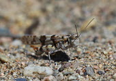 Close up of a grasshopper, Sphingonotus caerulans species Sphingonotus caerulans,insect,insects,invertebrate,invertebrates,Animalia,Arthropoda,Insecta,Orthoptera,macro,close up,athropods,terrestrial,grasshopper