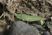 Close up of a grasshopper, Pyrgomorpha conica species Pyrgomorpha conica,insect,insects,invertebrate,invertebrates,Animalia,Arthropoda,Insecta,Orthoptera,macro,close up,athropods,terrestrial,grasshopper