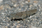 Close up of a grasshopper, Sphingonotus willemsei species Sphingonotus willemsei,insect,insects,invertebrate,invertebrates,Animalia,Arthropoda,Insecta,Orthoptera,macro,close up,athropods,terrestrial,grasshopper,Cañadas sand grasshopper