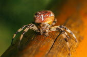 A garden spider poised on wood spider,spiders,invertebrate,invertebrates,arachnid,arachnids,pedipalps,eyes,abdomen,pattern,macro,close up,shallow focus,predator,Garden spider,Araneus diadematus,Araneidae,Orb Weavers,Arthropoda,Arth