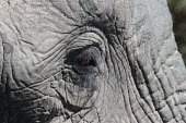 Close up of an African elephant eye mastodon,mastodons,mammoth,mammoths,elephant,elephants,trunk,trunks,herbivores,herbivore,vertebrate,mammal,mammals,terrestrial,Africa,African,savanna,savannah,safari,eye,eyes,face,close up,skin,Africa