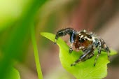 A jumping spider poised on a leaf Animalia,Arthropoda,Chelicerata,Arachnida,Araneae,Salticidae,spider,spiders,invertebrate,invertebrates,arachnid,arachnids,jumping spider,macro,close up,shallow focus,leaf,eyes,hairy