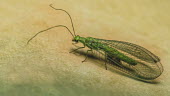 Close up of a lacewing insect,insects,invertebrate,invertebrates,lacewing,green lacewing,common green lacewing,macro,close up,wings,wing,winged,eyes,emerald,green,antennae,Animalia,Arthropoda,Insecta,Neuroptera,Chrysopidae,