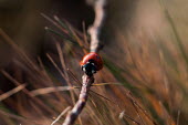 A seven-spot ladybird crawling along a twig insect,insects,invertebrate,invertebrates,red,spots,spotty,spotted,pattern,beetle,beetles,macro,close up,shallow foucs,twig,crawling,crawl,ladybirds,ladybird,ladybug,ladybugs,bugs,bug,Seven-spot ladyb