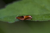 Close up of a species of micro moth insect,insects,invertebrate,invertebrates,antenna,antennae,moth,moths,micro moth,macro,close up,shallow focus,Insects