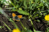 A small copper butterfly on the ground Animalia,Arthropoda,Insecta,Lepidoptera,Lycaenidae,Lycaena,L. phlaeas,butterfly,butterflies,insect,insects,invertebrate,invertebrates,antenna,antennae,Small copper,macro,close up,shallow focus,Lycaena