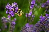 A bumblebee feeding on lavender Hunt bumble bee,Hunt bumblebee,bumble bee,Animalia,Arthropoda,Insecta,Hymenoptera,Apidae,Bombus,Bombus huntii,bumblebee,bee,bees,bumblebees,insect,insects,invertebrate,invertebrates,nectar,flower,flow