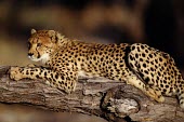 A cheetah in a tree cheetah,cheetahs,cat,cats,feline,felidae,predator,carnivore,big cat,big cats,vertebrate,mammal,mammals,terrestrial,Africa,African,savanna,savannah,safari,spots,spotted,spotty,pattern,patterned,tree,Ac