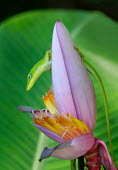 Green anole balancing on a flower Green anole,Animalia,Chordata,Reptilia,Squamata,Dactyloidae,Anolis carolinensis,American anole,Carolina anole,Red-throated anole,arboreal,lizard,lizards,reptile,reptiles,scales,scaly,terrestrial,cold