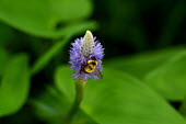 A bumblebee feeding on a purple flower Animalia,Arthropoda,Insecta,Hymenoptera,Apidae,Bombus,bumblebee,bee,bees,bumblebees,insect,insects,invertebrate,invertebrates,nectar,flower,flowers,pollen,pollinator,striped,stripy,green background,cl