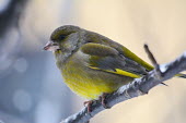 Eurasian siskin perched on a branch with flakes of ice its bill bird,birds,garden bird,migrant,migratory,yellow,perched,perch,perching,tree,shallow focus,close up,European,Eurasian,siskin,winter,siskins,Eurasian siskin,Carduelis spinus,Perching Birds,Passeriformes