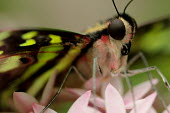 Close up of a tailed jay butterfly Tailed jay,Animalia,Arthropoda,Insecta,Lepidoptera,Papilionidae,Graphium,Graphium Agamemnon,butterfly,butterflies,insect,insects,invertebrate,invertebrates,antenna,antennae,close up,shallow focus,prob