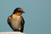 Welcome swallow perched on a rock Boris Smokrovic swallow,swallows,bird,birds,close up,shallow focus,perch,perched,perching,Welcome swallow,Hirundo neoxena,Perching Birds,Passeriformes,Chordates,Chordata,Aves,Birds,Swallows,Hirundinidae,Hirundo tahitica neoxena,Least Concern,Carnivorous,Australia,Agricultural,Arboreal,Hirundo,Urban,Scrub,Coastal,Streams and rivers,Ponds and lakes,Animalia,Flying,IUCN Red List