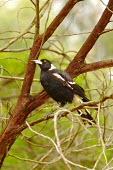 An Australian magpie perching in a tree Klaus M. Stiefel Animalia,Chordata,Aves,Passeriformes,Artamidae,Gymnorhina tibicen,Australian magpie,magpie,bird,birds,black and white,perched,perching,perch