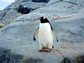 Gentoo penguin stood on a rock bird,birds,marine,marine life,aquatic bird,aquatic birds,ocean,oceans,beach,coast,coastal,coastline,gentoo,penguin,penguins,flightless bird,flightless birds,Gentoo penguin,Pygoscelis papua,Spheniscifo