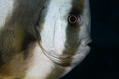 Close up of a longfin batfish longfin batfish,spadefish,Animalia,Chordata,Actinopterygii,Perciformes,Acanthuroidei,Ephippidae,Platax teira,fish,vertebrates,water,underwater,aquatic,marine,marine life,sea,sea life,ocean,oceans,sea