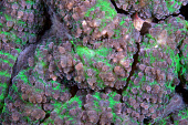 Coral close up coral,corals,coral reef,reef,invertebrate,invertebrates,marine invertebrate,marine invertebrates,marine,marine life,sea,sea life,ocean,oceans,water,underwater,aquatic,sea creature,green,macro,close up