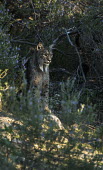 An Iberian lynx looking out from rosemary scrub cat,cats,feline,felidae,predator,carnivore,Iberian lynx,lynx,forest,woodland,big cat,big cats,wild cat,Lynx pardinus,Mammalia,Mammals,Chordates,Chordata,Carnivores,Carnivora,Felidae,Cats,Lynx d'Espagn