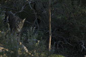 An Iberian lynx walking through rosemary scrub cat,cats,feline,felidae,predator,carnivore,Iberian lynx,lynx,forest,woodland,big cat,big cats,wild cat,Lynx pardinus,Mammalia,Mammals,Chordates,Chordata,Carnivores,Carnivora,Felidae,Cats,Lynx d'Espagn