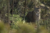 An Iberian lynx sitting in the scrub cat,cats,feline,felidae,predator,carnivore,Iberian lynx,lynx,forest,woodland,big cat,big cats,wild cat,Lynx pardinus,Mammalia,Mammals,Chordates,Chordata,Carnivores,Carnivora,Felidae,Cats,Lynx d'Espagn