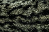 Fur of an Iberian lynx cub lynx,Iberian lynx,fur,pelt,coat,hair,macro,close up,Lynx pardinus,Mammalia,Mammals,Chordates,Chordata,Carnivores,Carnivora,Felidae,Cats,Lynx d'Espagne,Lynx pardelle,Lince Ibérico,Animalia,Lynx,Broadl