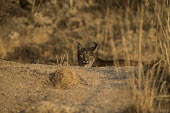 Iberian lynx in morning light cat,cats,feline,felidae,predator,carnivore,lynx,big cat,big cats,wild cat,Iberian lynx,Lynx pardinus,Mammalia,Mammals,Chordates,Chordata,Carnivores,Carnivora,Felidae,Cats,Lynx d'Espagne,Lynx pardelle,