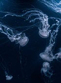 A swarm of jellyfish Animalia,Cnidarian,Medusozoa,jellyfish,jelly fish,jelly,medusa,marine,marine life,sea,sea life,ocean,oceans,water,underwater,aquatic,invertebrate,invertebrates,marine invertebrate,marine invertebrates