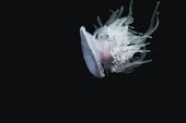 A jellyfish swimming in dark water Animalia,Cnidarian,Medusozoa,jellyfish,jelly fish,jelly,medusa,marine,marine life,sea,sea life,ocean,oceans,water,underwater,aquatic,invertebrate,invertebrates,marine invertebrate,marine invertebrates