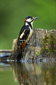Great-spotted woodpecker at water's edge great spotted woodpecker,greater spotted woodpecker,greater-spotted woodpecker,woodpecker,colourful,colorful,tree stump,water,bath,green background,shallow focus,close up,Great-spotted woodpecker,Dend