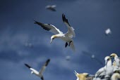 Northern gannet coming in to land at a colony gannets,Northern gannet,bird,birds,coast,coastal,coastline,flying,flight,seabird,seabirds,action,motion,Gannet,Morus bassanus,Aves,Birds,Pelicans and Cormorants,Pelecaniformes,Chordates,Chordata,Cicon