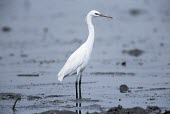 Chinese egret Adult,Chinese egret,Egretta eulophotes,Aves,Birds,Herons, Bitterns,Ardeidae,Chordates,Chordata,Ciconiiformes,Herons Ibises Storks and Vultures,Estuary,Vulnerable,Asia,Aquatic,Terrestrial,Carnivorous,e