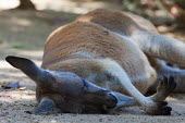 Red kangaroo asleep in Sydney zoo mammal,mammals,vertebrate,vertebrates,terrestrial,Australia,Australian,marsupial,marsupials,endemic,kangaroo,kangaroos,roo,sleep,sleeping,asleep,sleepy,tired,nap time,close up,zoo,Red kangaroo,Macropu