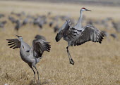 A pair of sandhill crane bird,birds,crane,cranes,wetland,wader,waders,wading bird,pair,Sandhill crane,Grus canadensis,Chordates,Chordata,Gruiformes,Rails and Cranes,Aves,Birds,Gruidae,Grassland,Terrestrial,Least Concern,Wetla