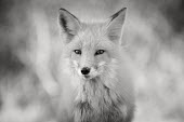 A close up red fox portrait in black and white fox,fur,furry,red,red fox,white,winter,Red fox,Vulpes vulpes,Chordates,Chordata,Mammalia,Mammals,Carnivores,Carnivora,Dog, Coyote, Wolf, Fox,Canidae,Renard Roux,Zorro Rojo,ZORRO,Asia,Africa,Common,Rip