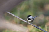 A cute black and white Carolina chickadee is perched on a tiny branch Carolina Chickadee,chickadee,bird,birds,Animalia,Chordata,Aves,Passeriformes,Paridae,Poecile carolinensis,brown,cute,grey,green,perched,small,sunlight,tiny,white,Animal,BIRDS,Branch,black,gray,nature,